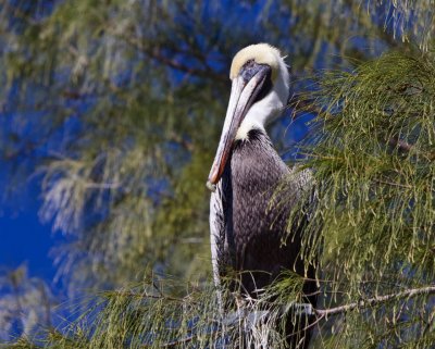 Sanibel Brown Pelican 