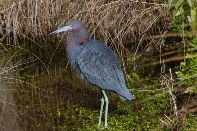 Reddish Egret