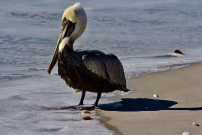 Brown Pelican 2 