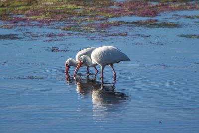 White Ibis pair