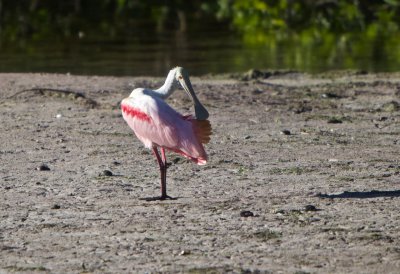 Roseate Spoonbill