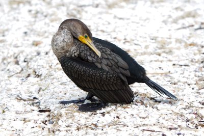 Cormorant