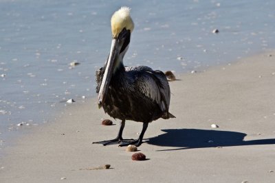 Pelican stroll