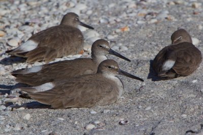 Willet Shore Group
