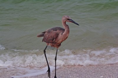 sanibel_island_2020