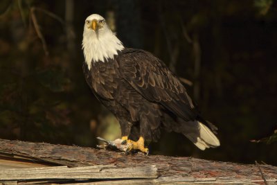 birding_photos