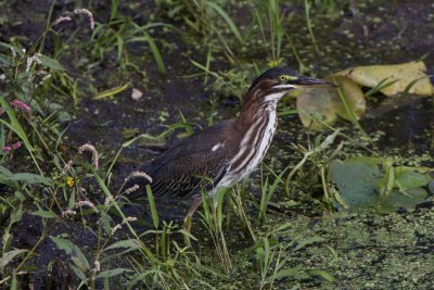 minnesota_wildlife
