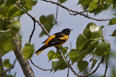 minnetonka_wildlife