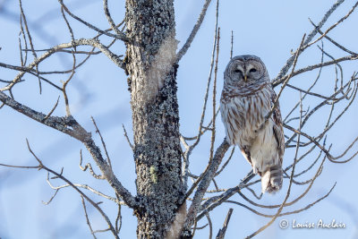 Chouette raye -Barred Owl