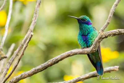 Colibri d'Anas - Sparkling Violetear