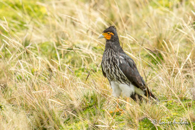 Caracara caroncul juvnile - Carunculated Caracara