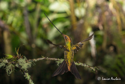 Colibri porte-pe - Sword-billed Hummingbird