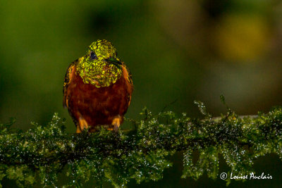 Colibri de Matthews - Chestnut-breasted Coronet