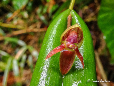 Une orchide de la grandeur d'un ongle