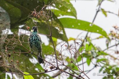 Calliste bryl - Beryl-spangled Tanager