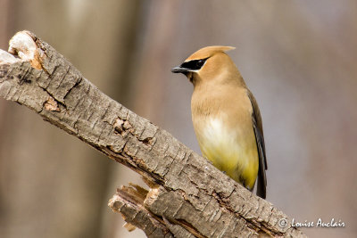 Jaseur d'Amrique - Cedar Waxwing