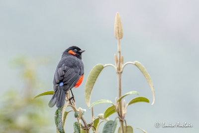 Tangara à ventre rouge Scarlet-bellied Mountain-Tanager