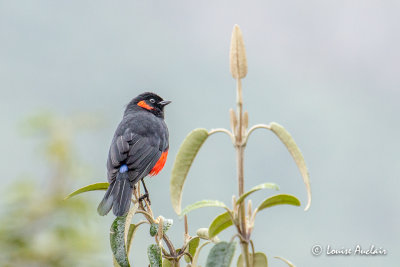 Tangara  ventre rouge Scarlet-bellied Mountain-Tanager