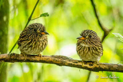 Tamatia brun - White-chested Puffbird