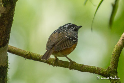 Alapi de Taczanowski - Peruvian Warbling-Antbird