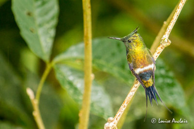Coquette de Popelaire - Wire-crested Thorntail