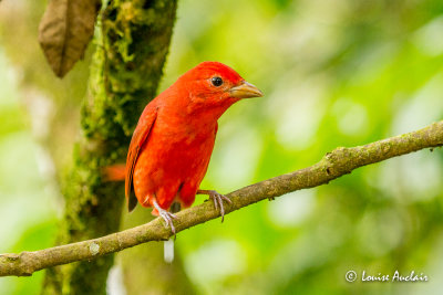 Piranga vermillon - Summer Tanager