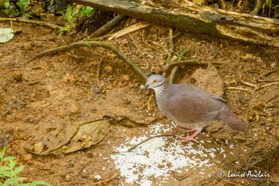 Colombe  gorge blanche - White-throated Quail-Dove