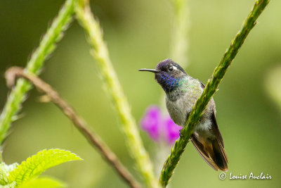 Colibri  tte violette - Violet-headed Hummingbird