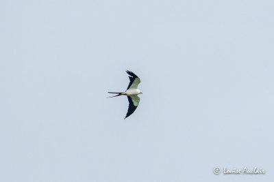 Naucler  queue fourchue - Swallow-tailed Kite