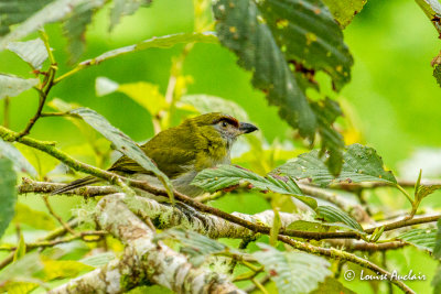 Sourciroux  bec noir - Black-billed Peppershrike