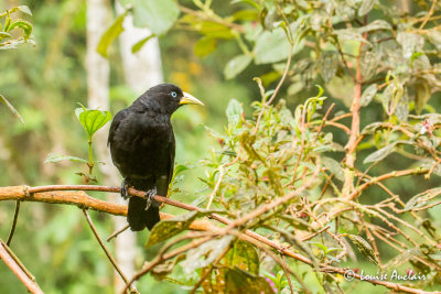 Cassique à dos rouge - Scarlet-rumped Cacique