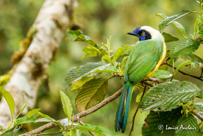 Geai vert - Green Jay