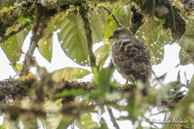 Petite buse - Broad-winged Hawk