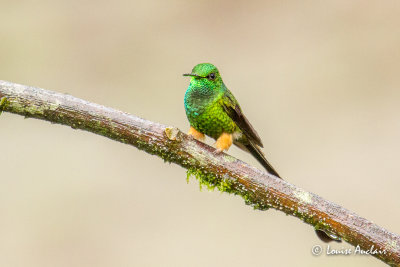 Haut-de-chausses  palettes - Booted Racket-tail