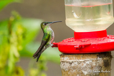 Brillant  front violet - Violet-fronted Brillant