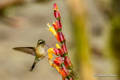 Colibri mouchet - Speckled hummingbird