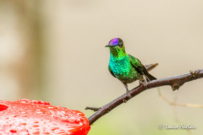 Brillant  front violet - Violet-fronted Brillant