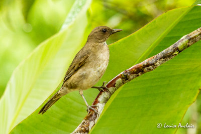 Merle  bec noir - Black-billed Thrush