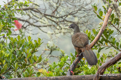 Pnlope des Andes - Andean Guan