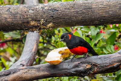 Tangara  ventre rouge - Scarlet-bellied Mountain-Tanager