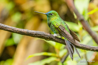 rione catherine - Sapphire-vented Puffleg