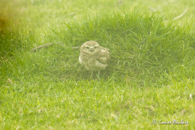 Chevche des terriers - Burrowing Owl