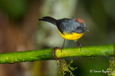 Paruline ardoise - Slate-throated Redstart