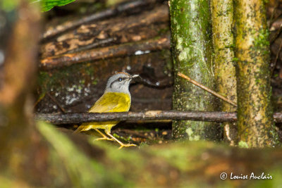 Paruline  diadme - Russet-crowned Warbler