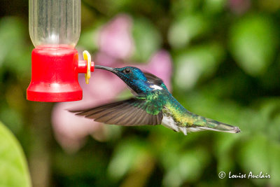 Colibri jacobin - White-necked Jacobin