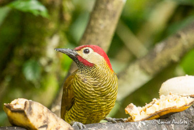 Pic or-olive- Golden-olive Woodpecker