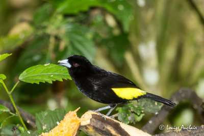 Tangara flamboyant mâle - Flame-rumped Tanager