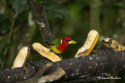 Cabzon  tte rouge - Red-headed Barbet