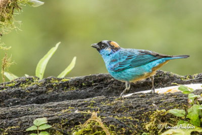 Calliste  nuque d'or- Golden-naped Tanager