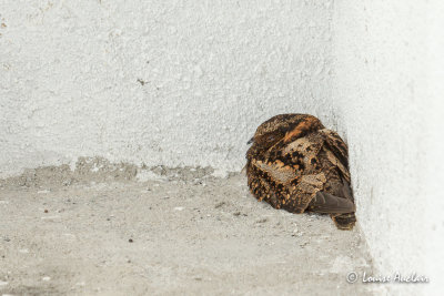 Engoulevent lyre - Lyre-tailed Nightjar